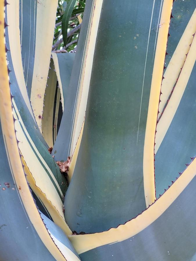 Palm' Issambres 6-8 Personnes Avec Piscine Et Jardin Privés